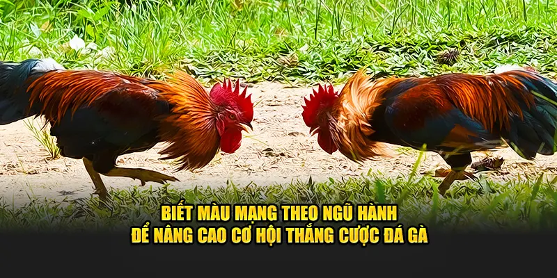 Biết màu mạng theo ngũ hành để nâng cao cơ hội thắng cược đá gà