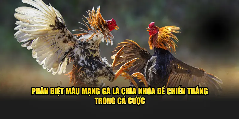 Phân biệt màu mạng gà là chìa khóa để chiến thắng trong cá cược